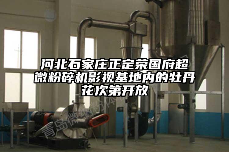 河北石家莊正定榮國府超微青青草下载安装影視基地內的牡丹花次第開放