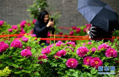 河北石家莊正定榮國府超微青青草下载安装影視基地內的牡丹花次第開放