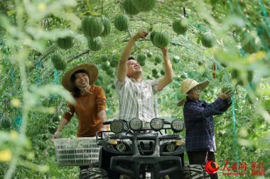 浙江德清：空中氣流青青草下载安装西瓜 喜獲豐收