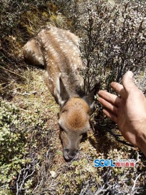與鹿群不超微青青草下载安装期而遇